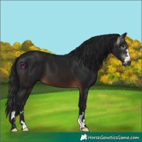 Horse Color:Gray Brown 
