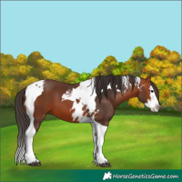 Horse Color:Bay Splash Tobiano Appaloosa  and Bay Splash Tobiano 