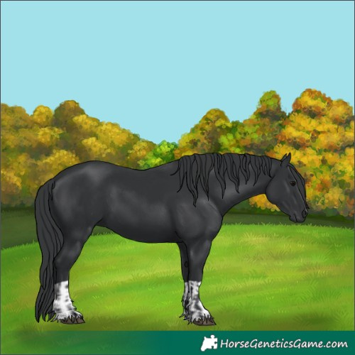 Horse Color:Black  and Black 