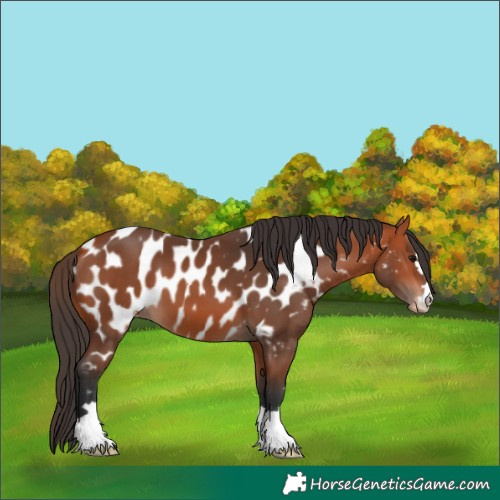 Horse Color:Bay Appaloosa 