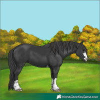 Horse Color:Black 