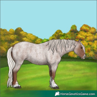 Horse Color:Silver Blue Roan Sabino