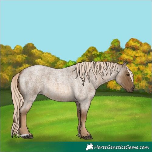 Horse Color:Chocolate Palomino Roan 