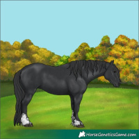 Horse Color:Black  and Black 