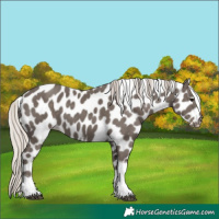 Horse Color:Silver Black Tobiano Appaloosa