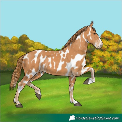 Horse Color:Chestnut Appaloosa 