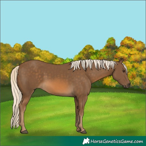 Horse Color:Chocolate Palomino 