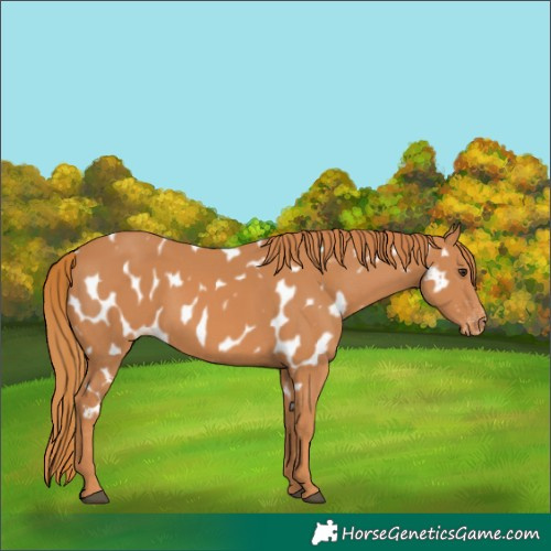 Horse Color:Chestnut Appaloosa 