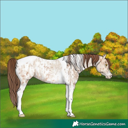 Horse Color:Amber Champagne Sabino Tobiano Appaloosa  and Amber Champagne Dun Sabino Tobiano Appaloosa 