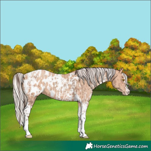 Horse Color:Amber Champagne Sabino Tobiano Appaloosa  and Silver Amber Champagne Sabino Tobiano Appaloosa 
