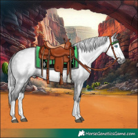 Horse Color:Gray Brown Splash