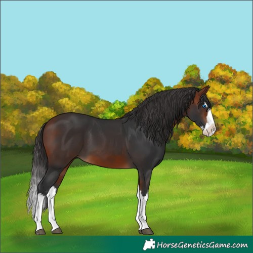 Horse Color:Bay Splash 
