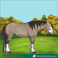 Horse Color:Bay Dun Splash 