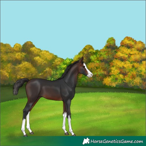 Horse Color:Bay Splash 