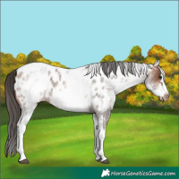 Horse Color:White Spotted Bay Roan Frame Appaloosa