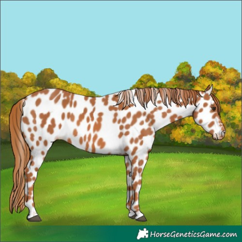 Horse Color:Chestnut Appaloosa
