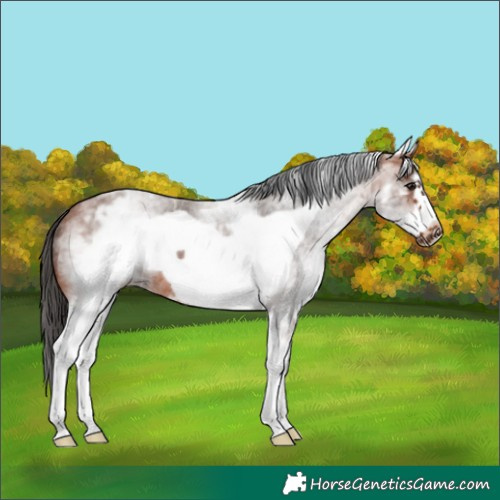 Horse Color:White Spotted Bay Roan Frame 