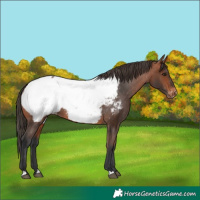 Horse Color:Bay Appaloosa 