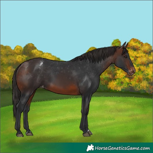 Horse Color:Brown Appaloosa 