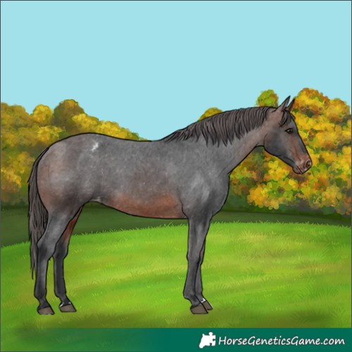 Horse Color:Brown Varnish 