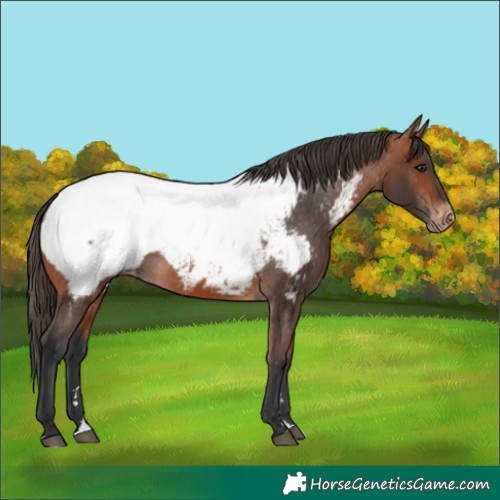 Horse Color:Bay Appaloosa