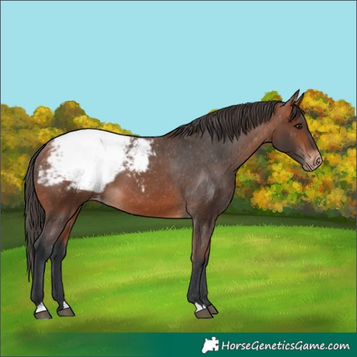 Horse Color:Bay Appaloosa