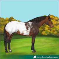 Horse Color:Bay Appaloosa