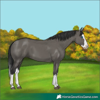 Horse Color:Grullo Splash 