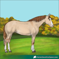 Horse Color:Red Dun Splash 