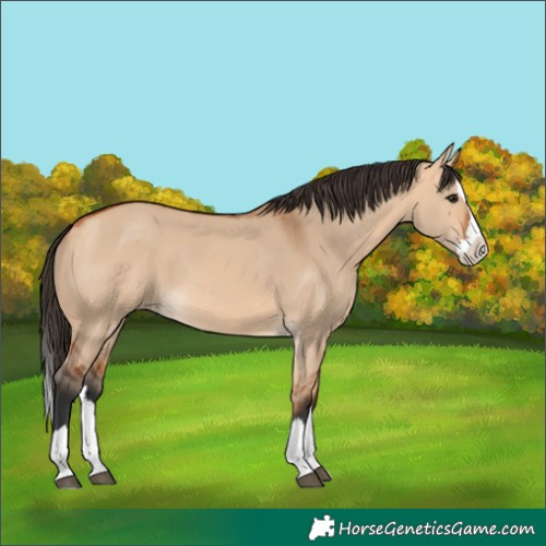 Horse Color:Bay Dun Splash 