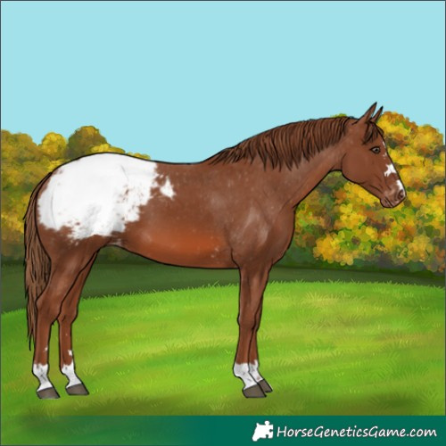 Horse Color:Chestnut Appaloosa 