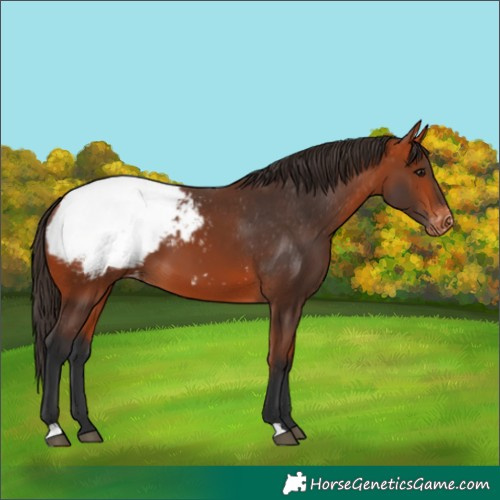 Horse Color:Bay Appaloosa 