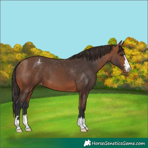 Horse Color:Bay Appaloosa