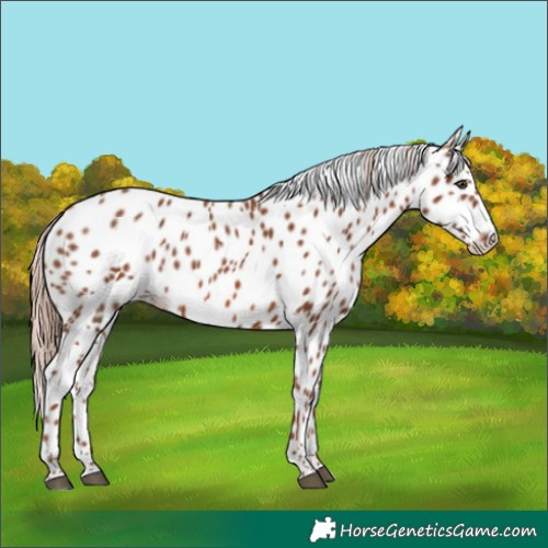 Horse Color:Chestnut Appaloosa 