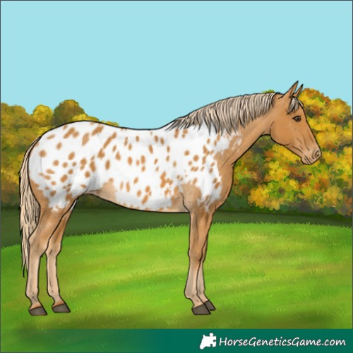 Horse Color:Palomino Appaloosa 