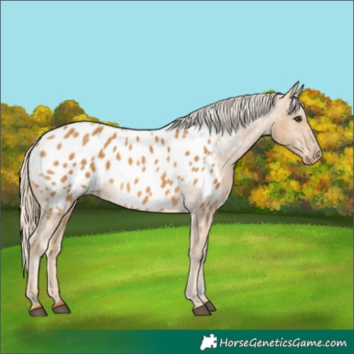 Horse Color:Palomino Blanket 