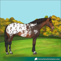 Horse Color:Bay Appaloosa 