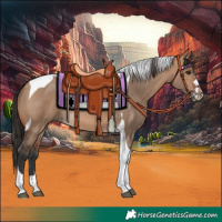 Horse Color:Bay Dun Tobiano