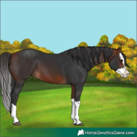 Horse Color:Bay Splash 
