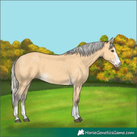 Horse Color:Silver Buckskin 