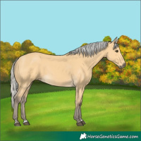 Horse Color:Silver Buckskin 