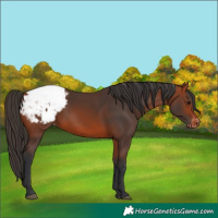 Horse Color:Bay Snowcap 