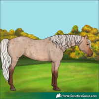 Horse Color:Silver Bay Roan Dun