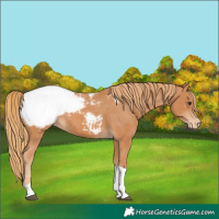 Horse Color:Chestnut Tobiano Appaloosa