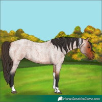 Horse Color:Bay Roan Tobiano 