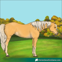 Horse Color:Palomino
