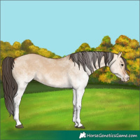 Horse Color:White Spotted Bay Dun