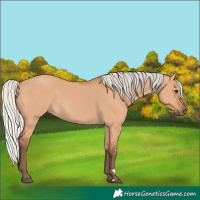 Horse Color:Silver Bay Dun 