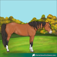 Horse Color:Bay Splash 
