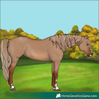 Horse Color:Red Dun Rabicano